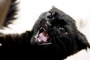 AngryCat.jpg
