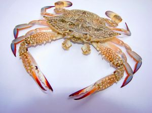 Crab.jpg
