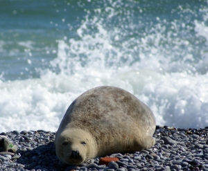 Seal.jpg