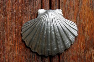 Shell.jpg